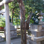 藤神稲荷神社 藤の木