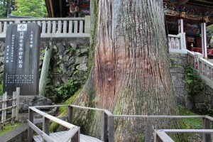 三峯神社神木